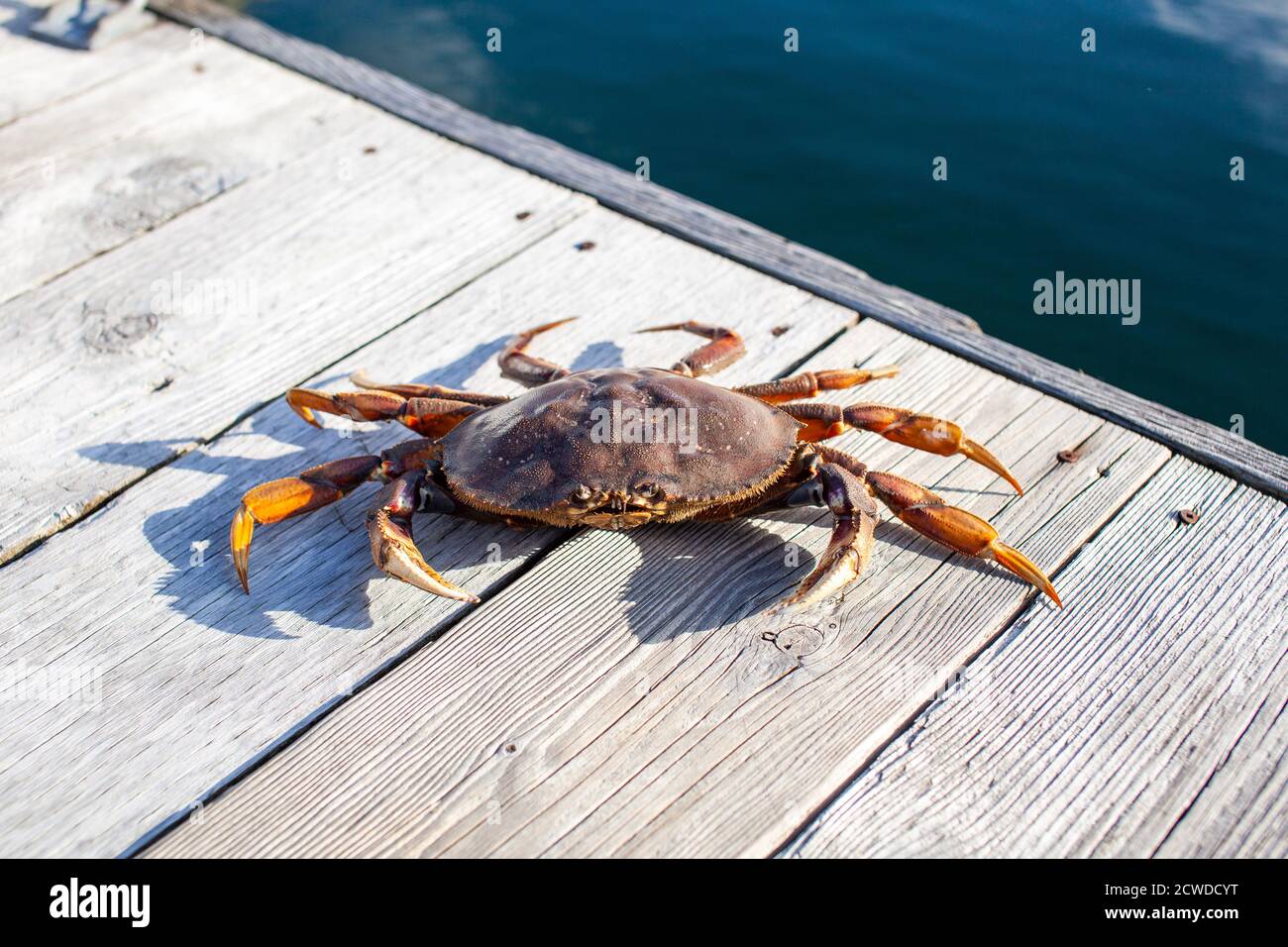 Un gros plan d'un crabe Dungeness sur un quai Sur la Sunshine Coast de la Colombie-Britannique Banque D'Images