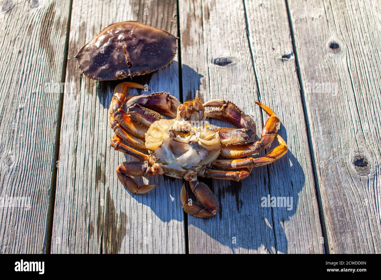L'intérieur d'un crabe mâle Dungeness sur un quai à Sechelt, en Colombie-Britannique. Pour nettoyer un crabe dormeur, retirez la carapace, séparez-la en deux, puis retirez le Banque D'Images