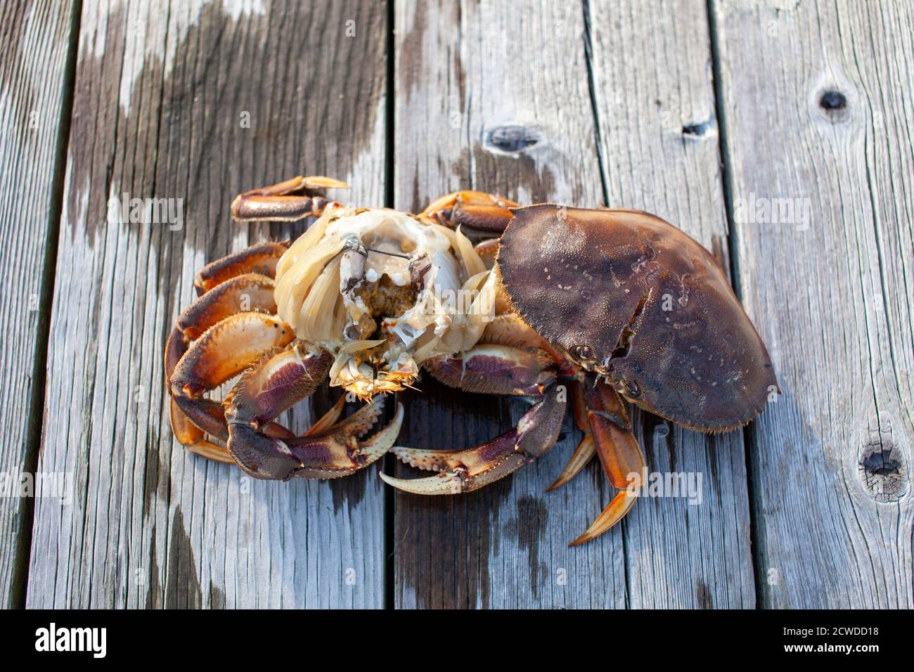 L'intérieur d'un crabe mâle Dungeness sur un quai à Sechelt, en Colombie-Britannique. Pour nettoyer un crabe dormeur, retirez la carapace, séparez-la en deux, puis retirez le Banque D'Images