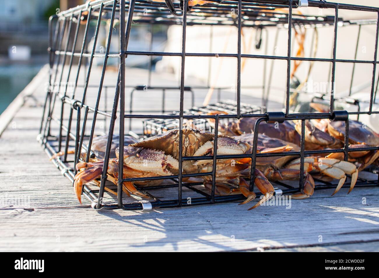 Un gros plan d'un crabe mâle Dungeness dans un piège sur un quai à Sechelt, en Colombie-Britannique Banque D'Images