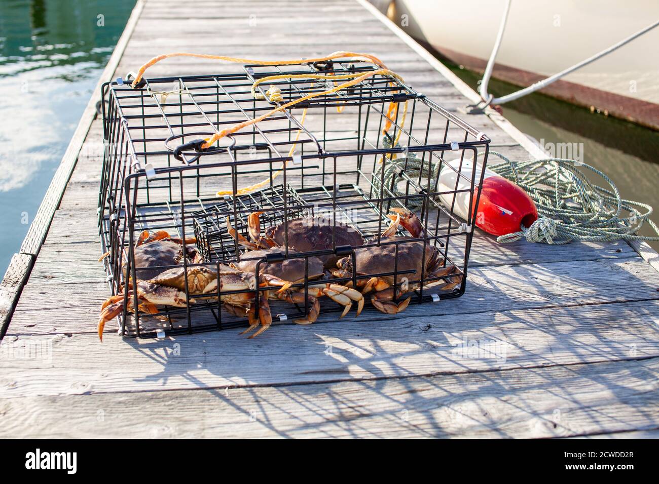 Un piège à crabe assis sur un quai rempli de crabes mâles Dungeness en Colombie-Britannique, au Canada. Banque D'Images