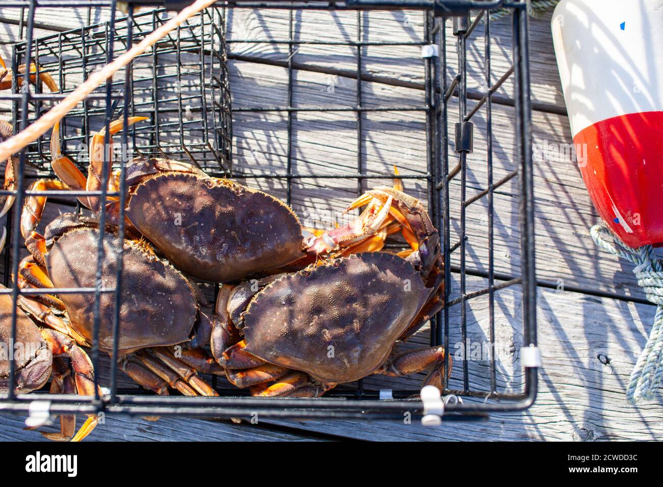 Regarder vers le bas sur trois crabes mâles Dungeness dans un piège à crabe assis sur un quai sur la Sunshine Coast, en Colombie-Britannique Banque D'Images