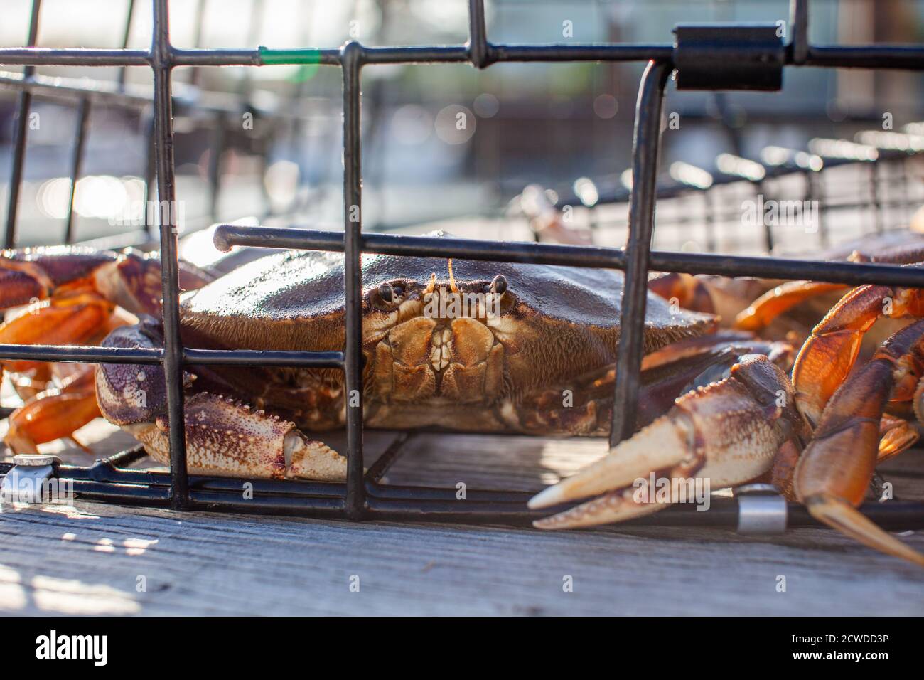 Un gros plan de crabes mâles Dungeness dans un piège à crabe assis sur un quai de la Sunshine Coast, en Colombie-Britannique Banque D'Images