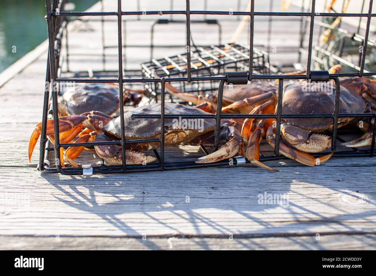 Un gros plan des crabes mâles Dungeness dans un piège à crabe assis sur un quai à Sechelt, en Colombie-Britannique Banque D'Images