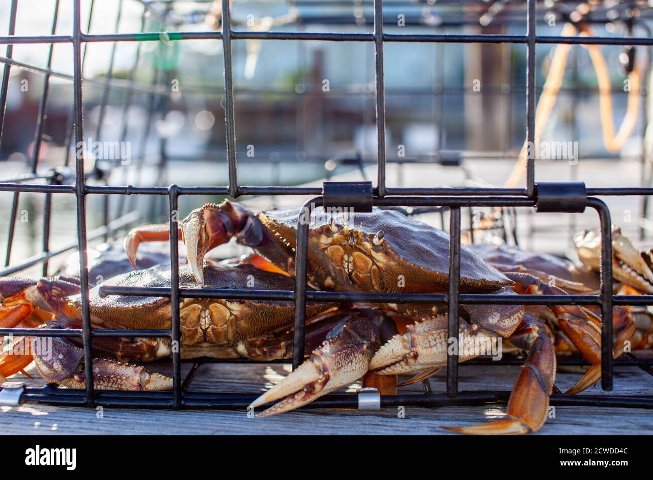 Un crabe dormeur mâle monte sur un autre dans un piège à crabe assis sur un quai à Sechelt, en Colombie-Britannique Banque D'Images