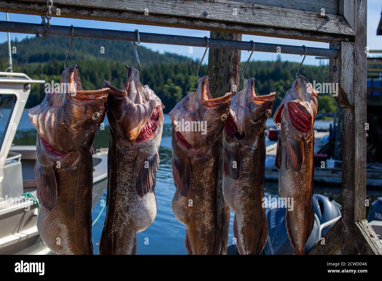 Cinq morues du Pacifique pendent sur une verrière de pêche dans la petite ville de Winter Harbour, en Colombie-Britannique Banque D'Images