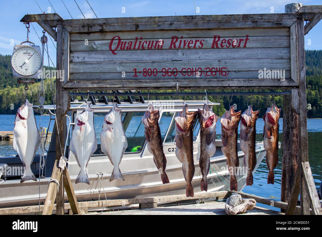 Winter Harbour, Colombie-Britannique / Canada - 09/06/2020: Cinq morue charbonnière du Pacifique pendent sur une verrière de pêche dans la petite ville de pêche des rivières Qualicum Re Banque D'Images