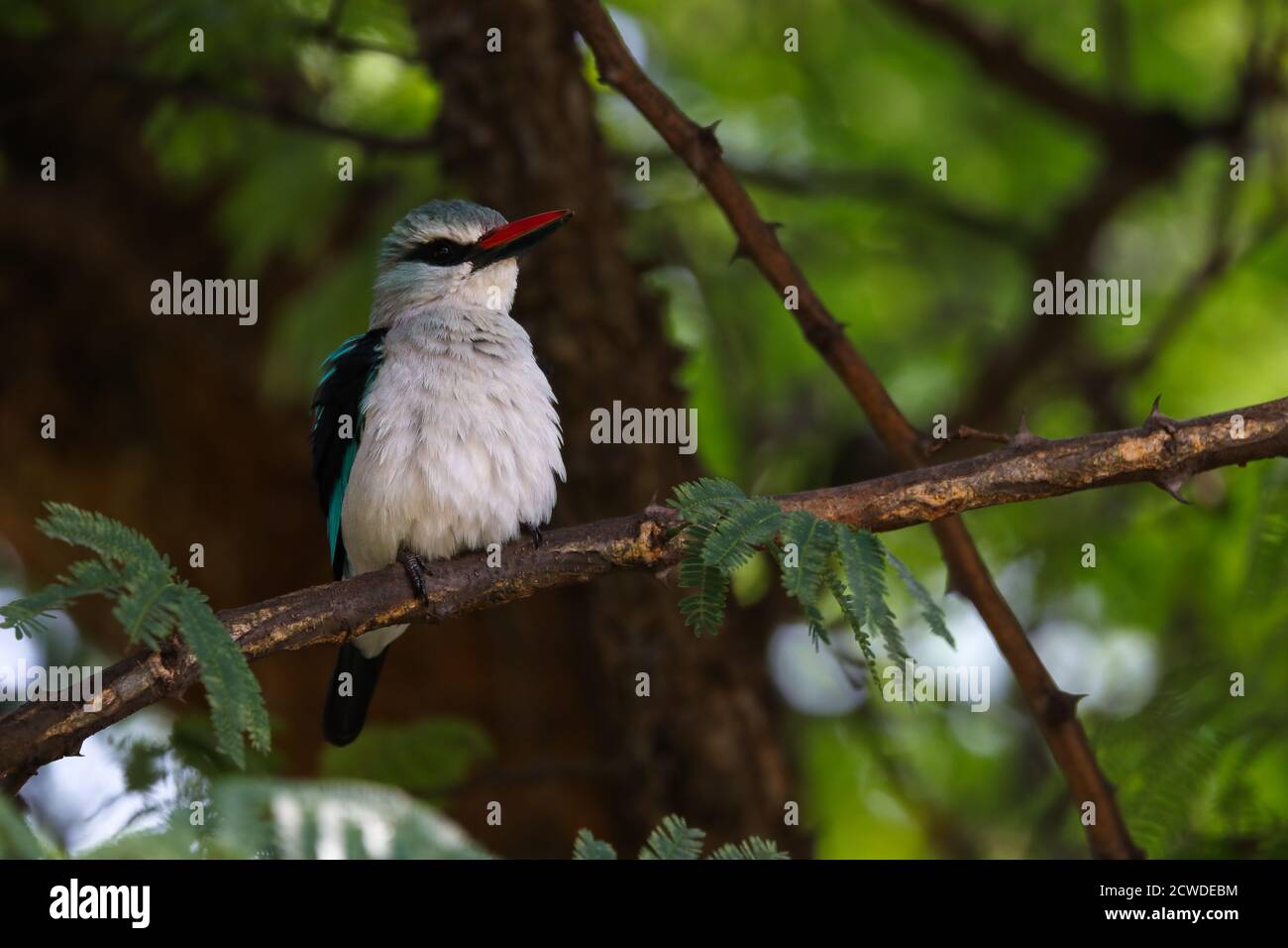 Plumes d'arbre à volant de Kingfisher (Halcyon senegalensis) Banque D'Images