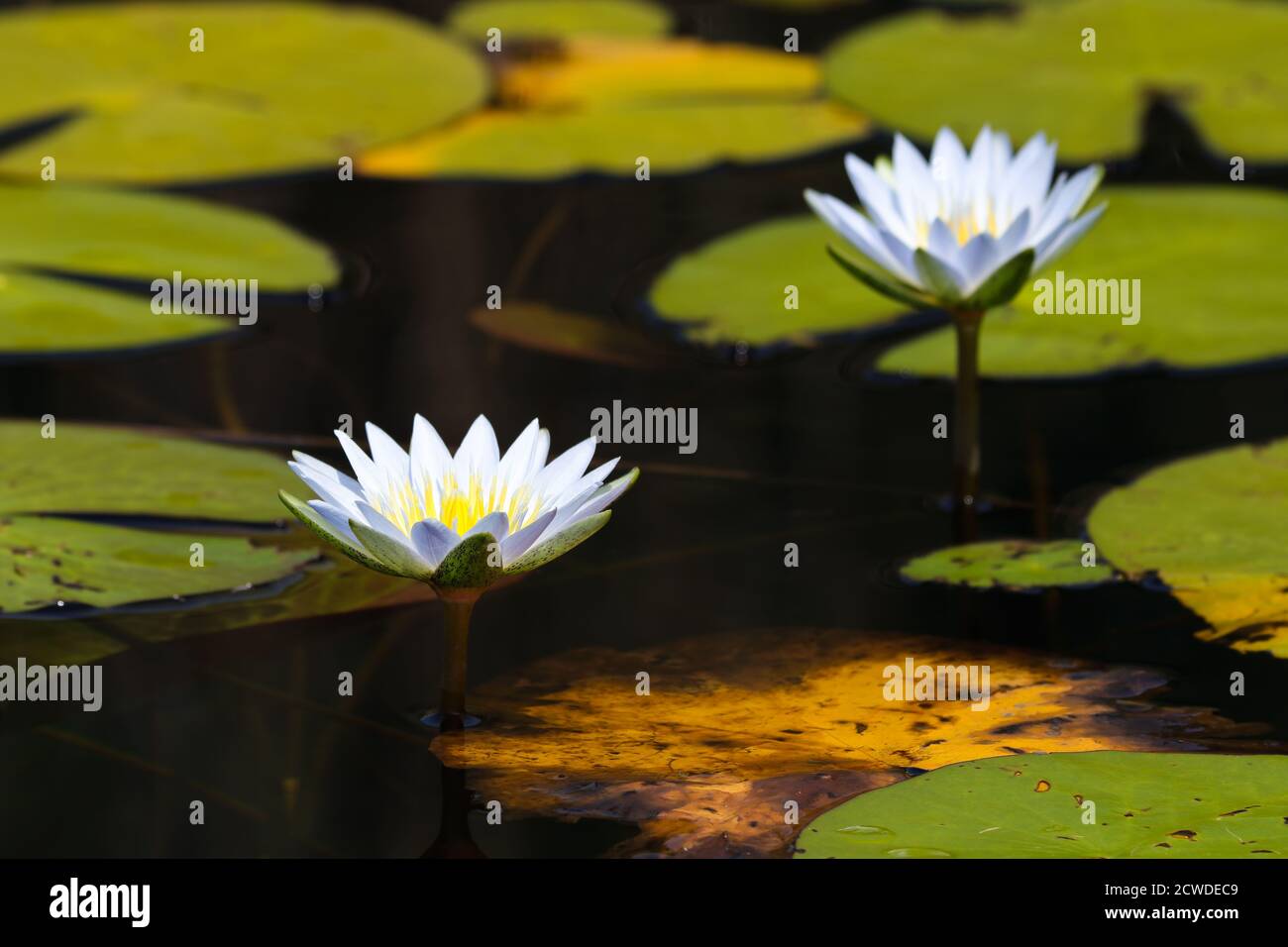 Fleurs de nénuphars Blue Star Lotus avec tampons de nénuphars (Nymphaea nouchali) Banque D'Images