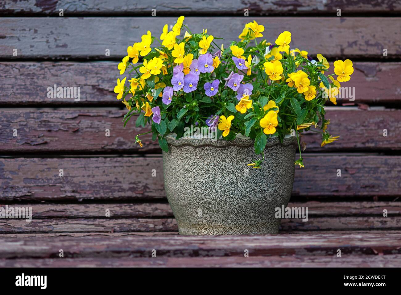 Fleurs de pansy jaunes et violettes dans le pot de fleurs Banque D'Images