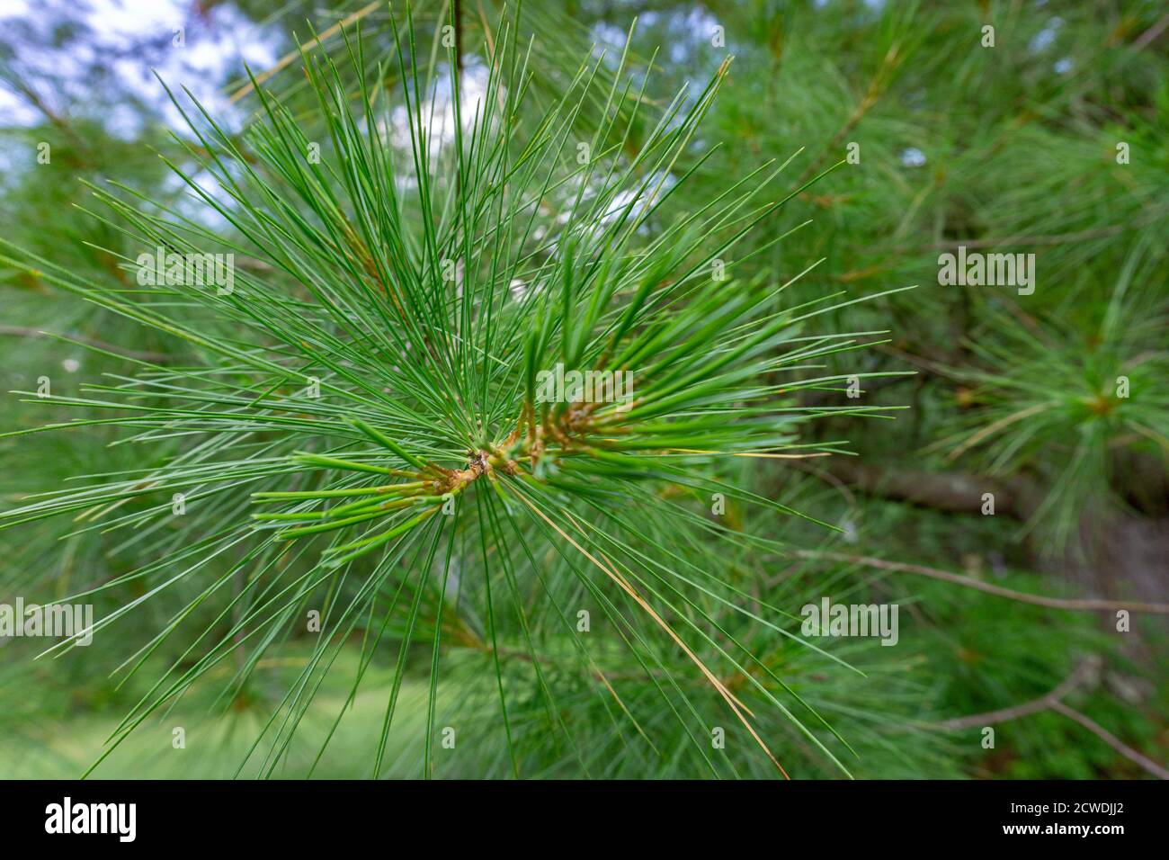 Gros plan des branches de pin de Pinus parviflora glauca dans les bois. Aiguilles de pin vert et argenté. Banque D'Images
