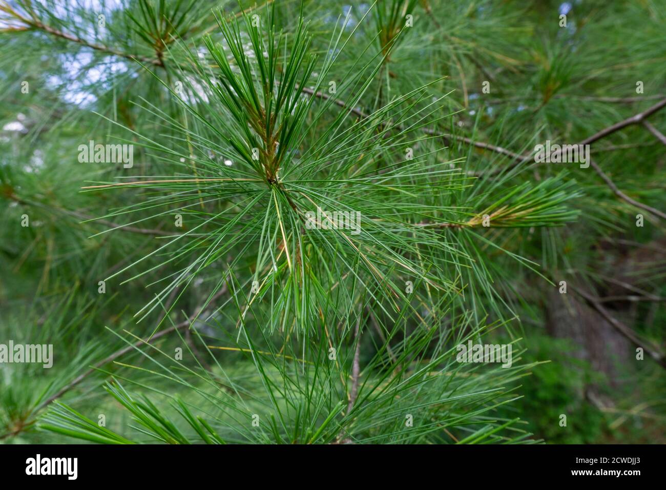 Gros plan des branches de pin de Pinus parviflora glauca dans les bois. Aiguilles de pin vert et argenté. Banque D'Images