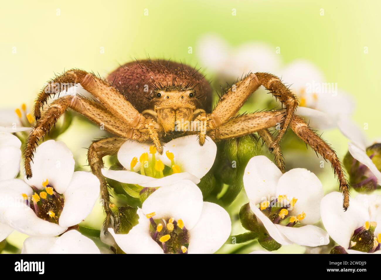 Macro Focus superposition portrait de Common Crab Spider. Son nom latin est Xysticus cristatus Banque D'Images