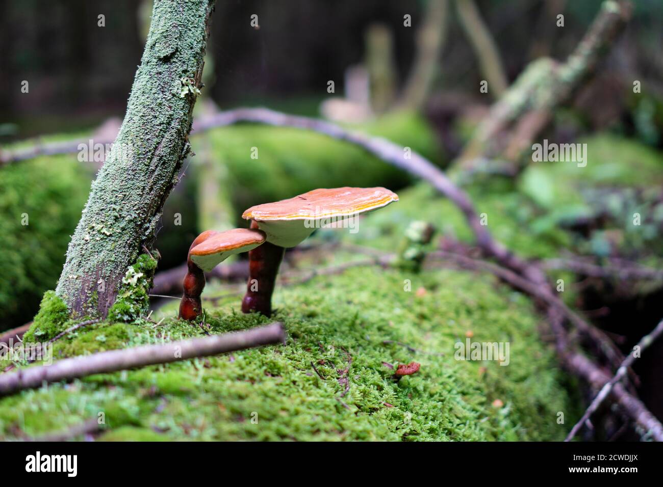 Deux petits champignons rouges vivant sur une écorce d'arbre couverte avec mousse Banque D'Images