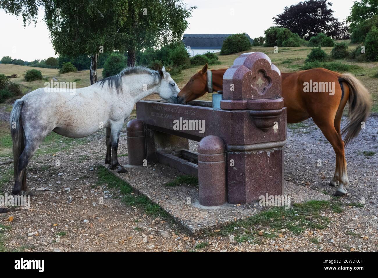 Angleterre, Hampshire, New Forest, chevaux Drinking à partir de la cuvette à cheval au parc Pole près de Lyndhurst Banque D'Images