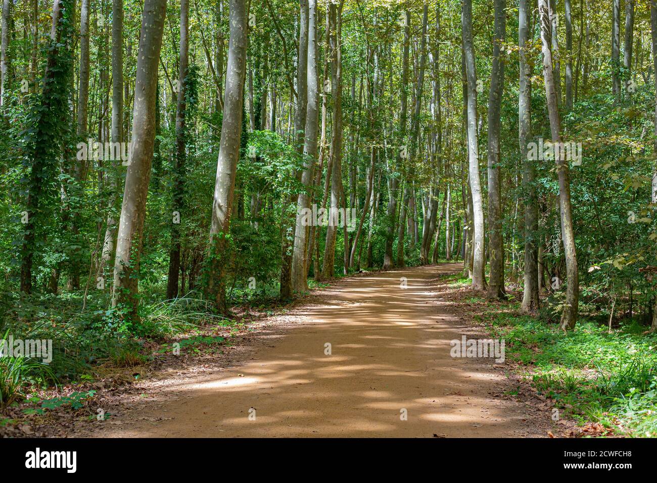 Chemin de sable en gravier traversant un arbre vert paysage forestier profond Banque D'Images