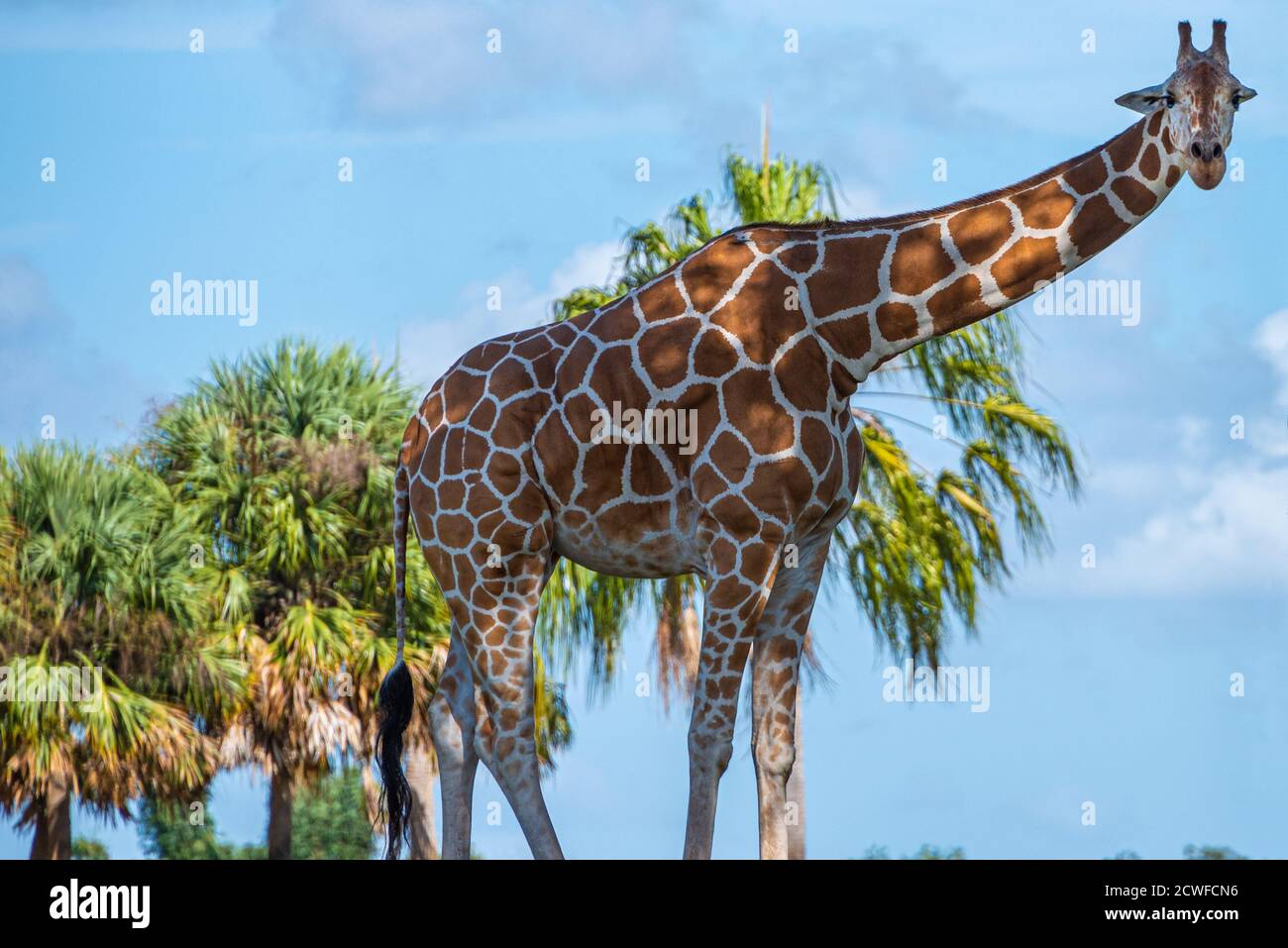 Girafe africaine (Giraffa camelopardalis) à Busch Gardens Serengeti Plain à Tampa, Floride. (ÉTATS-UNIS) Banque D'Images