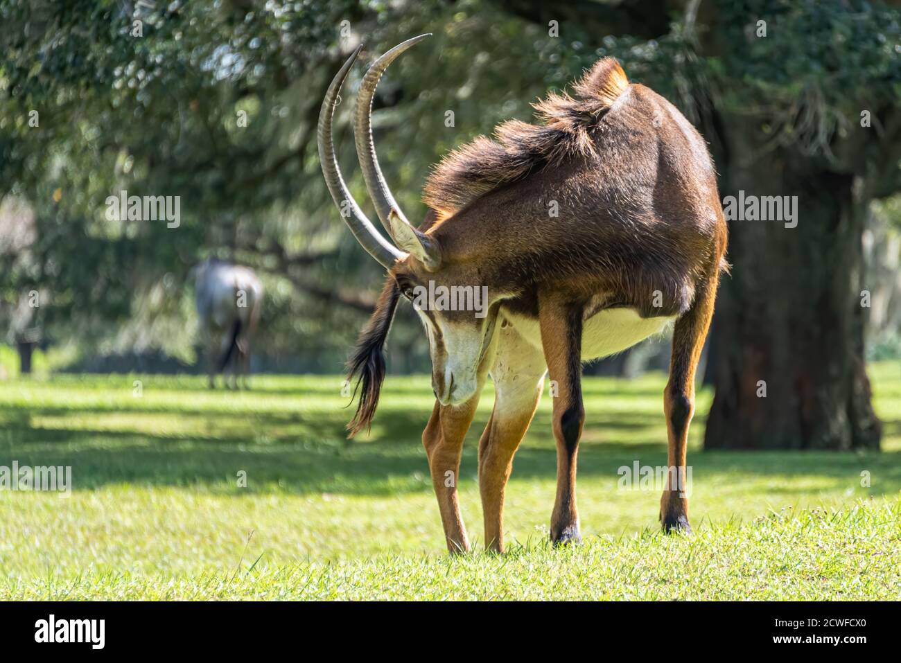 Antilope africaine (Hippotragus niger) à Busch Gardens Serengeti Plain à Tampa, Floride. (ÉTATS-UNIS) Banque D'Images