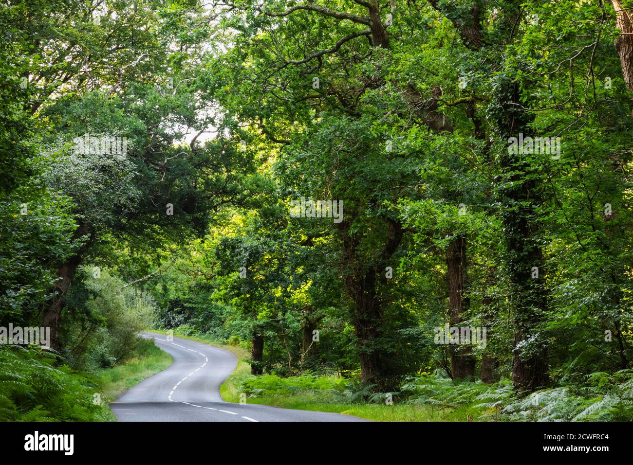 Angleterre, Hampshire, New Forest, route vide et arbres Banque D'Images