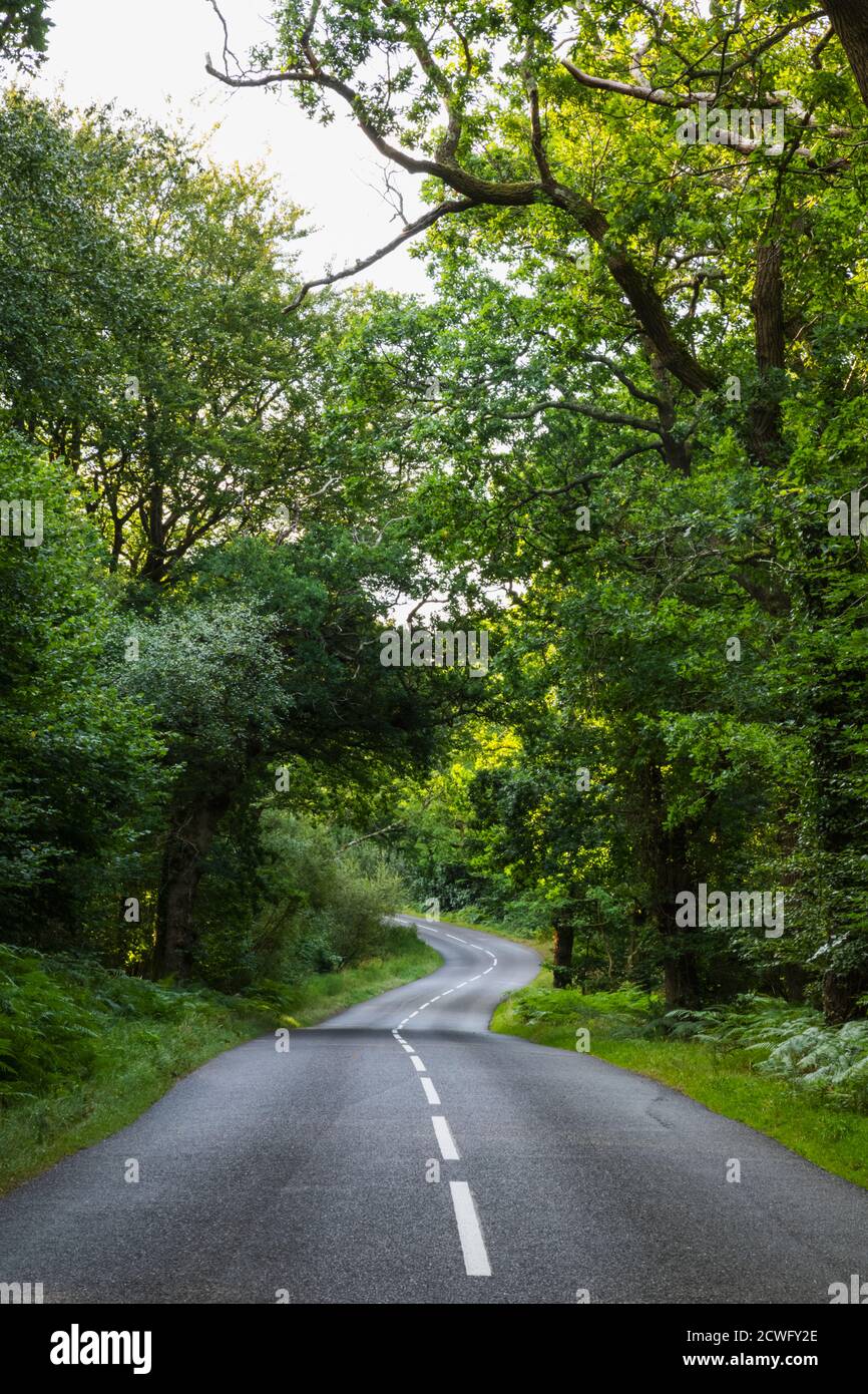Angleterre, Hampshire, New Forest, route vide et arbres Banque D'Images