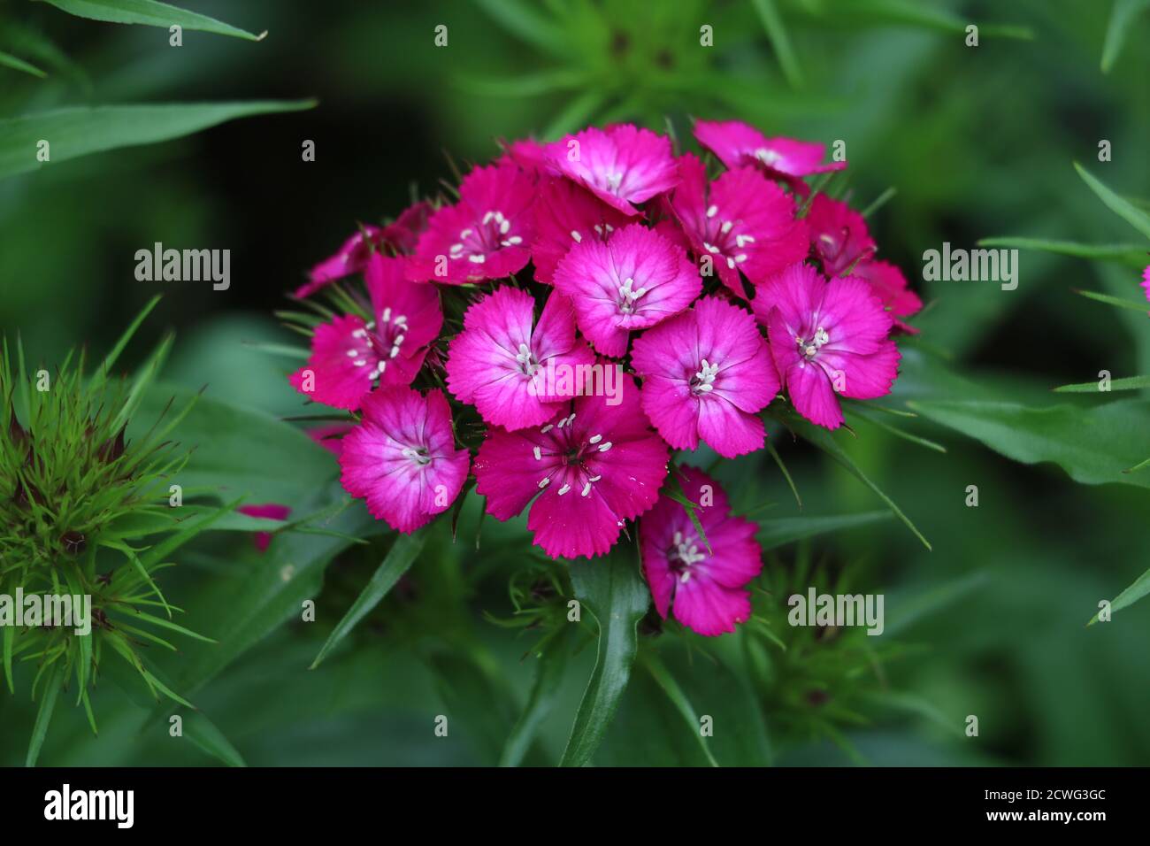 doux william dianthus barbatus en macro rose Banque D'Images