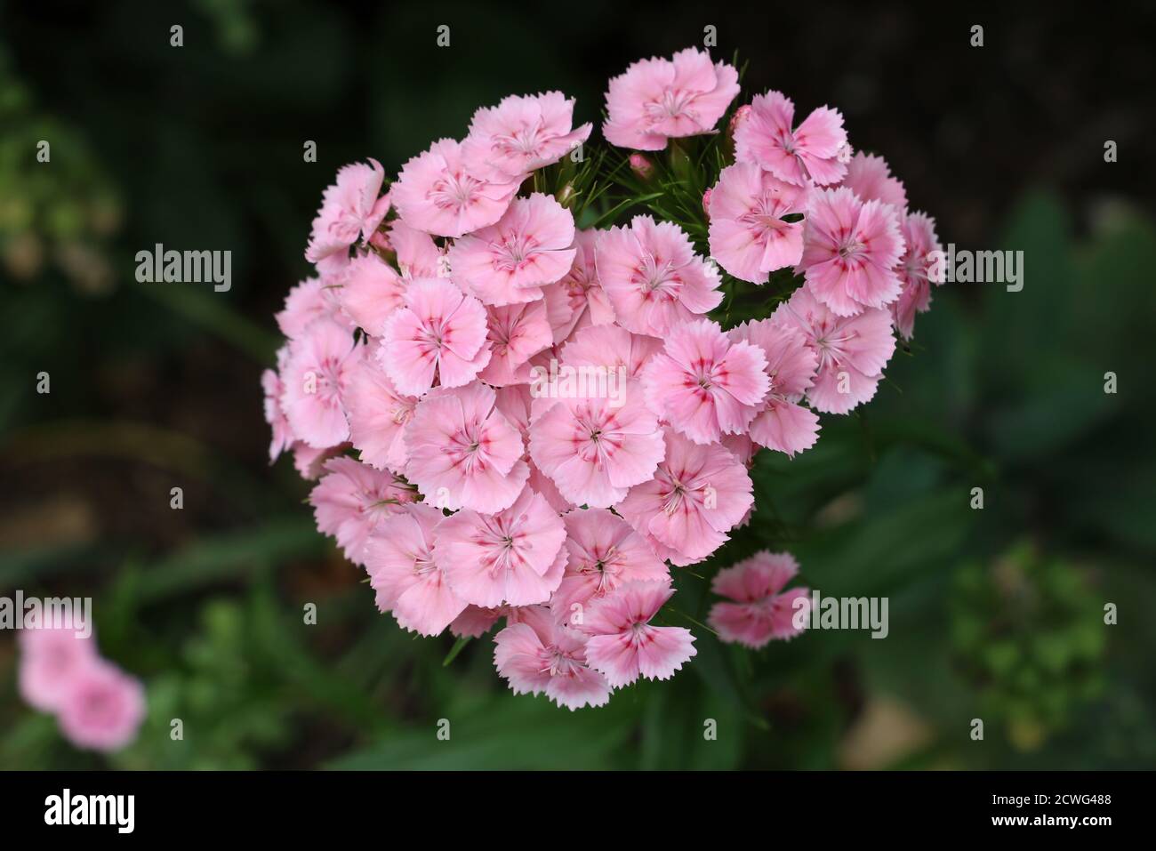 doux william dianthus barbatus en macro rose Banque D'Images