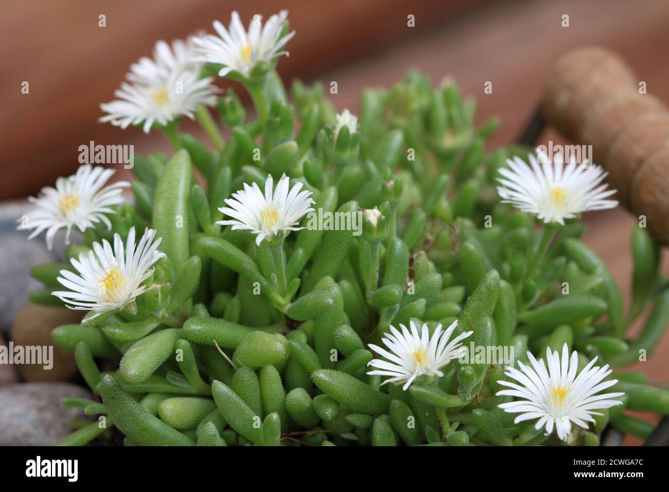 blanc midi fleur delosperma macro Banque D'Images