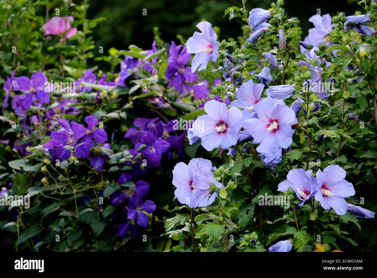 jardin d'été avec fleurs bleues d'hibiscus et clématis pourpres Jackmanii Banque D'Images