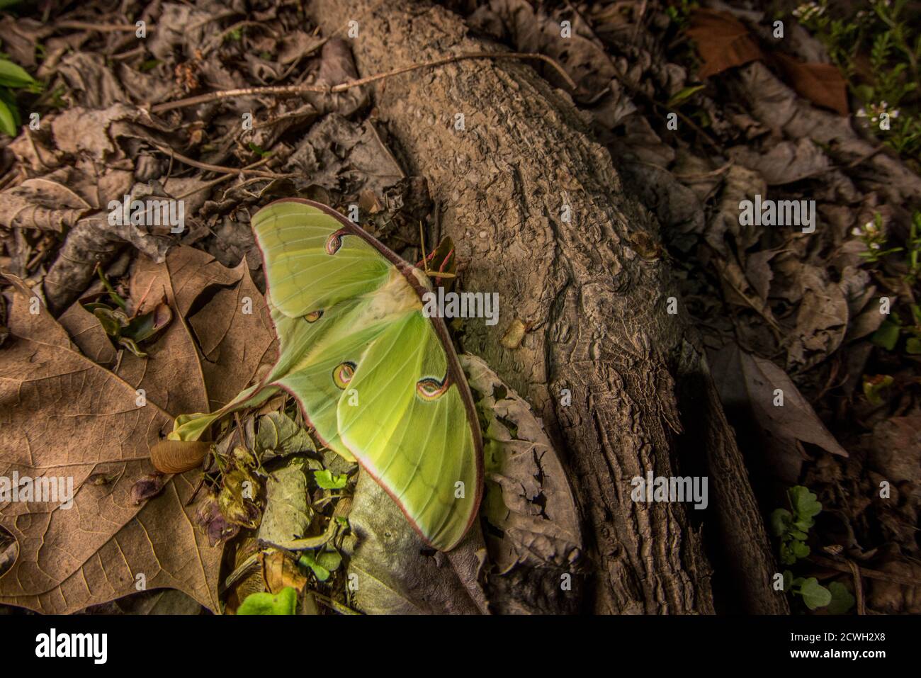 Un papillon de Luna (Actias luna) sur le fond de la forêt dans l'est de la Caroline du Nord. Banque D'Images