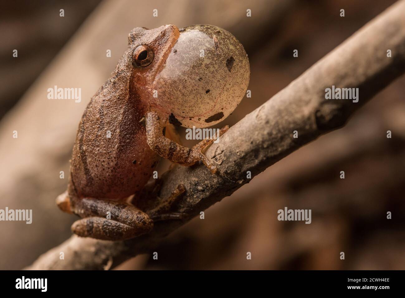 Un peeper à ressort mâle (Pseudacris crucifer) un type de grenouille chœur qui appelle fort pour attirer une grenouille femelle. Banque D'Images