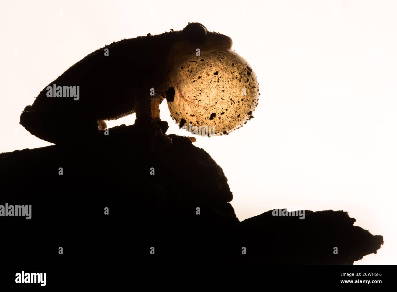 Une silhouette de péeper de printemps (Pseudacris crucifer) alors que la grenouille appelle avec sa gorge gonflée. Banque D'Images