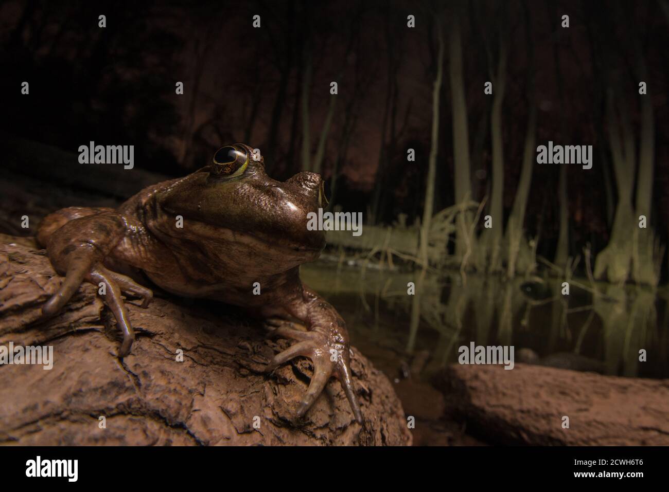Une grande ouaouaron (Lithobates catesbeianus/Rana catesbeiana) dans un marais sombre la nuit. Banque D'Images