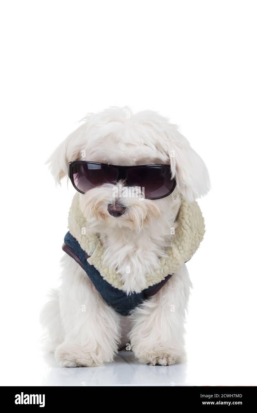 chien bichon habillé portant des lunettes de soleil isolées sur fond blanc  Photo Stock - Alamy