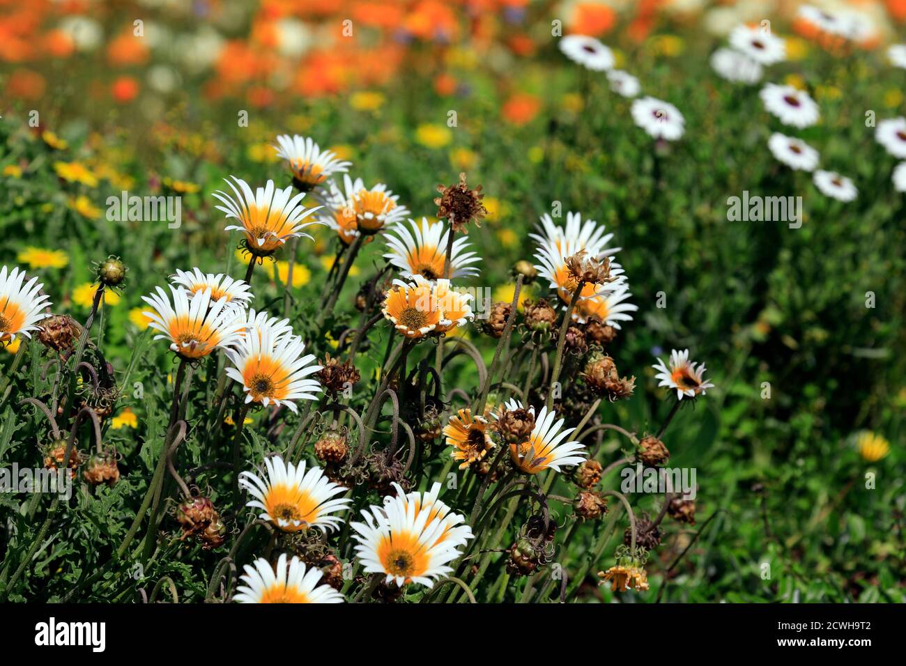 Le printemps fleurit dans les jardins botaniques nationaux de Kirstenbosch, au Cap, en Afrique du Sud. Banque D'Images