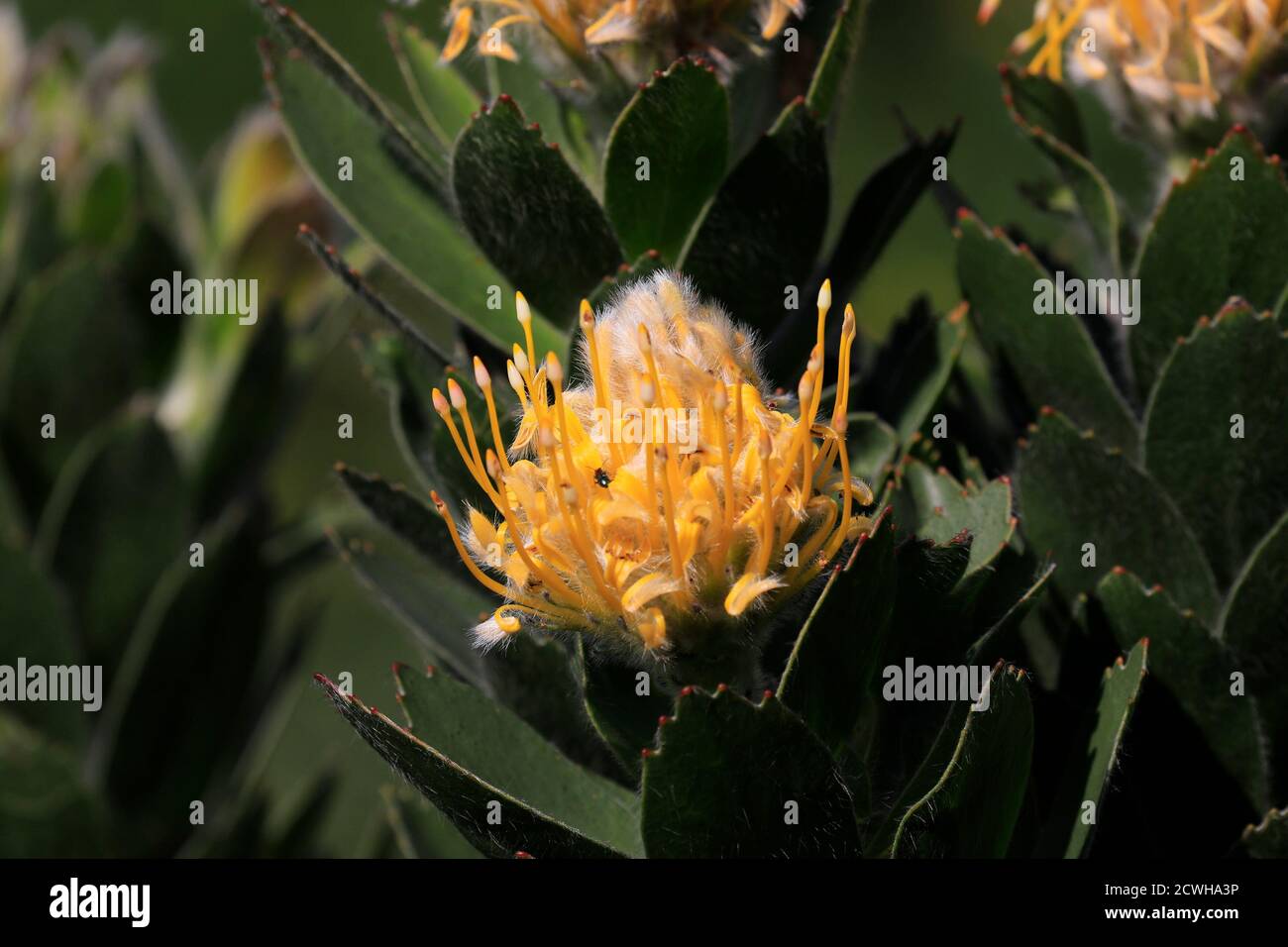 Coussin de pin Catherine-Wheel (Leucospermum catherinae) dans les jardins botaniques nationaux de Kirstenbosch, le Cap, Afrique du Sud. Banque D'Images