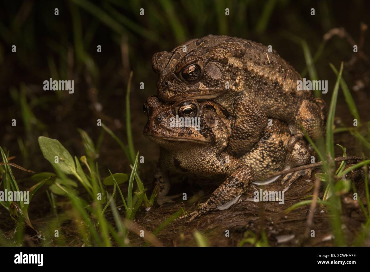 Une paire de crapauds du sud (Anaxyrus terrestris) dans l'ampleurs lors d'une chaude nuit humide pendant la saison de printemps en Caroline du Nord. Banque D'Images
