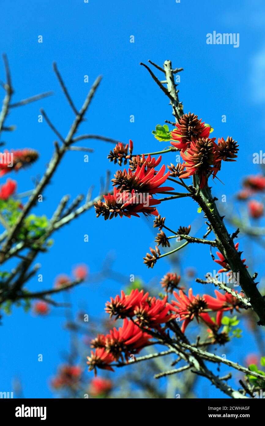 Arbre de corail africain (Erythrina caffra) dans les jardins botaniques nationaux de Kirstenbosch, le Cap, Afrique du Sud. Banque D'Images