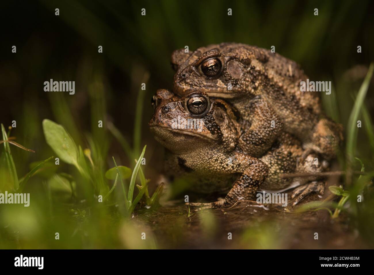 Une paire de crapauds du sud (Anaxyrus terrestris) dans l'ampleurs lors d'une chaude nuit humide pendant la saison de printemps en Caroline du Nord. Banque D'Images