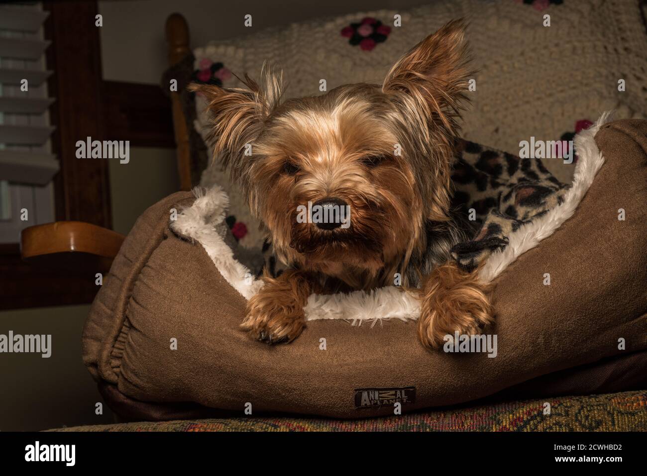 Un terrier de yorkie ou de yorkshire un chien plus âgé qui se détend dans son lit pour chiens. Banque D'Images