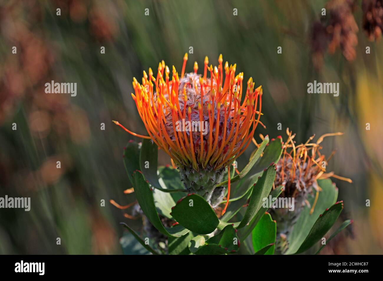 Rooivlam speldekussing, Pinsobest Protea (Leucospermum praecox) dans les jardins botaniques nationaux de Kirstenbosch, le Cap, Afrique du Sud. Banque D'Images