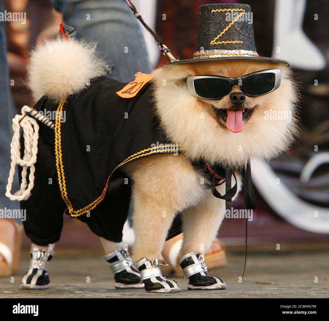 Tontite, a Pomeranian dressed as "Zorro", the Spanish masked swordsman in  the movie "The Mask of Zorro", models its costume during the "Scaredy Cats  and Dogs" Halloween fund-raising event at a mall