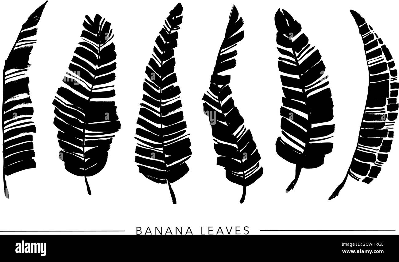 Pinceau noir banane feuilles collection vecteur. Illustration de Vecteur