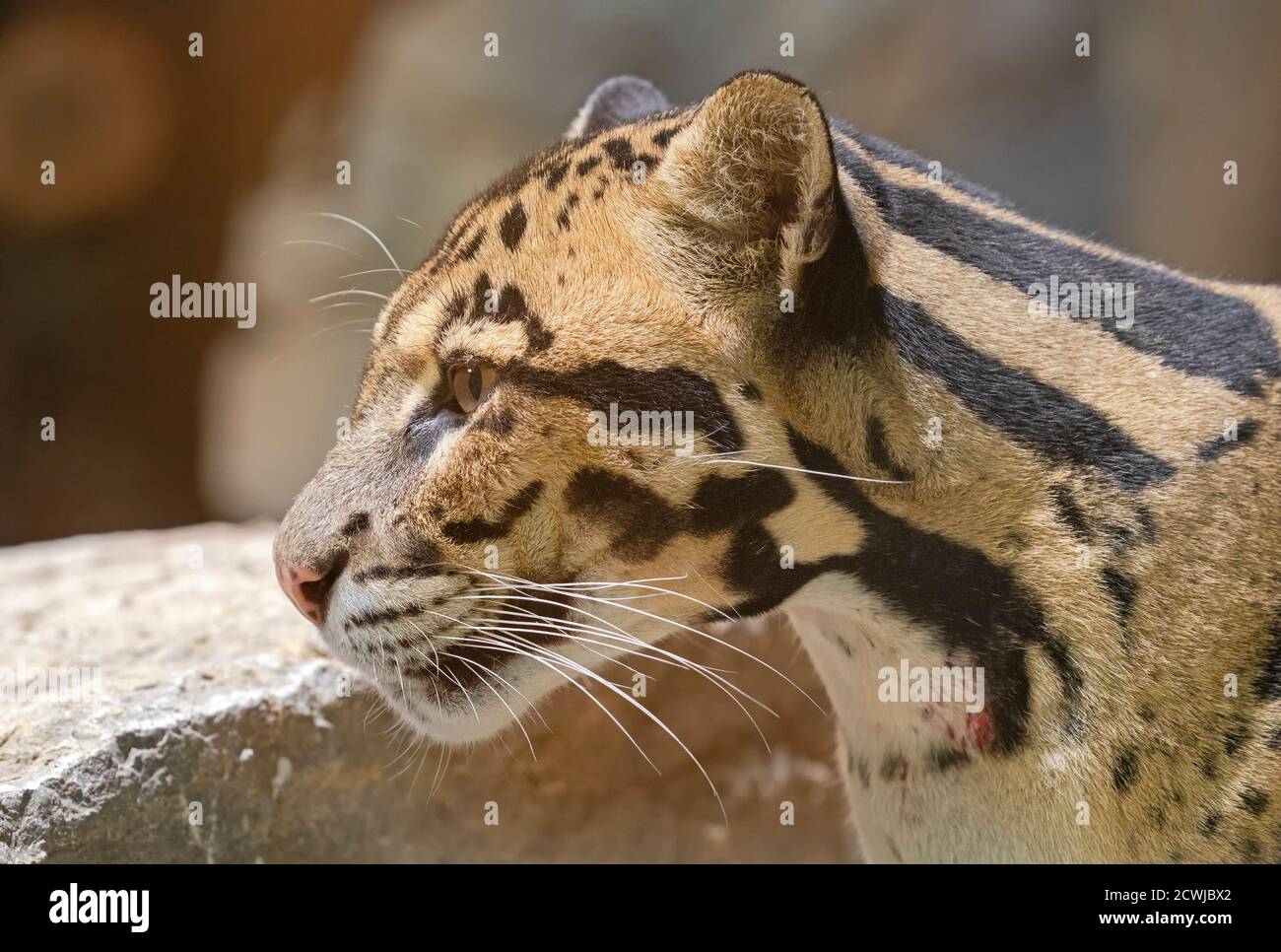 Vue rapprochée d'un léopard trouble (Neofelis nebulosa) Banque D'Images