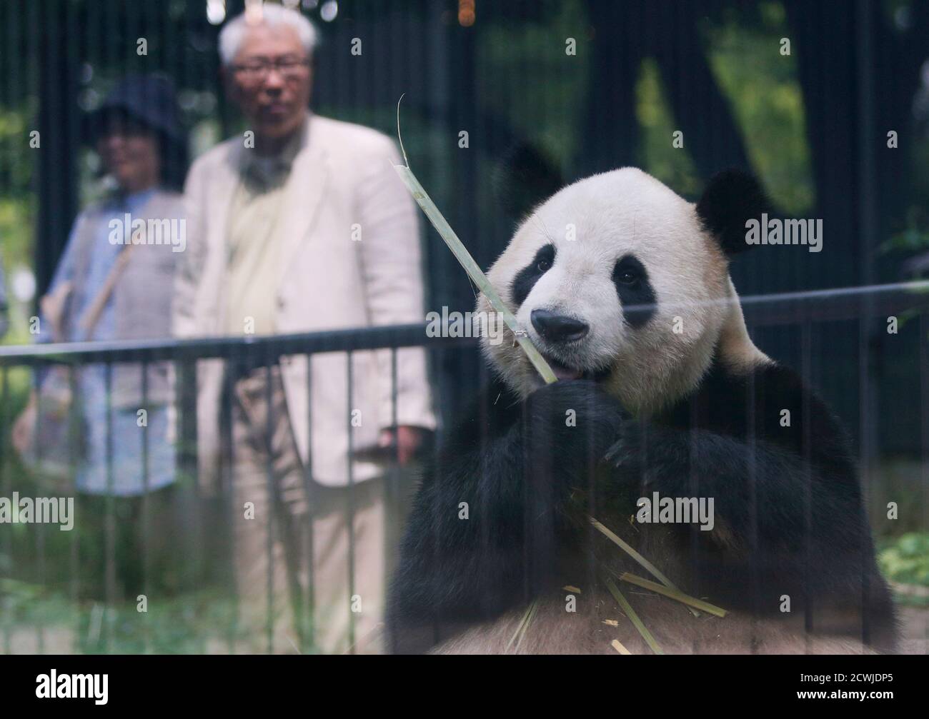 Un Panda Male Bili Nomme Ri Ri Ri Au Japon Est Vu Manger Du Bambou A Travers Un Verre De Fenetre Tandis Que Les Visiteurs Sont Refletes Sur La Fenetre Au Parc