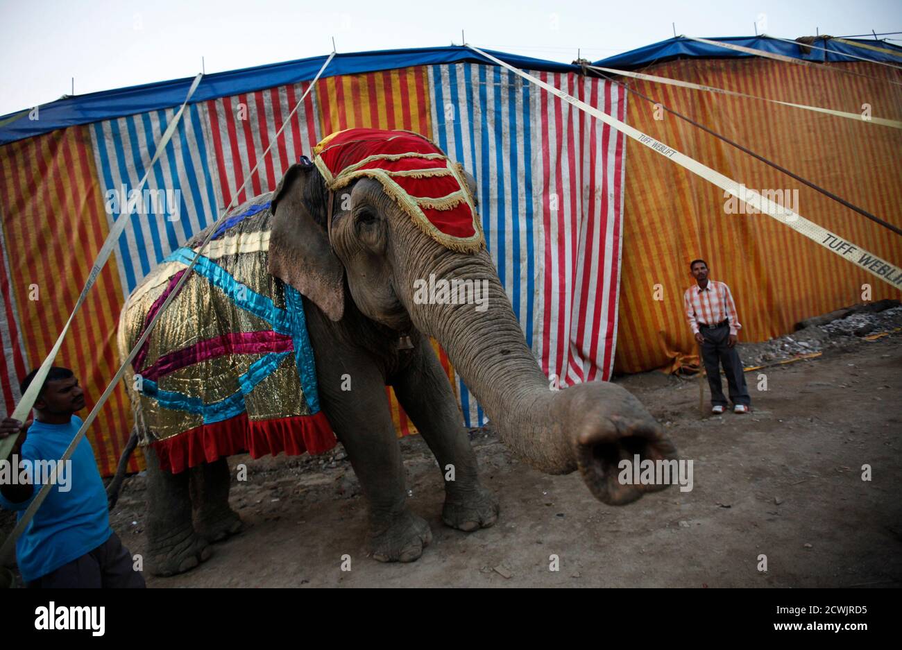 An elephant and its trainers are seen outside the main stage tent before the start of their performance at the Rambo Circus in Mumbai November 28, 2010. Rambo circus travels all over An elephant and its trainers are seen outside the main stage tent before the start of their performance at the Rambo Circus in Mumbai November 28, 2010. Rambo circus travels all over