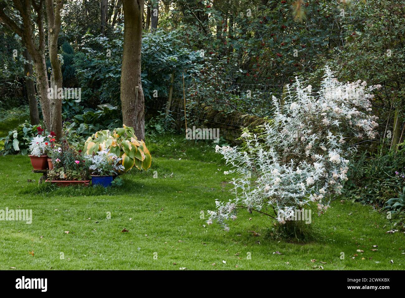 Le soleil d'automne ramasse les couleurs des feuilles dans la lande Petit jardin de 900 pieds à Niddings 18/09/2020 Banque D'Images