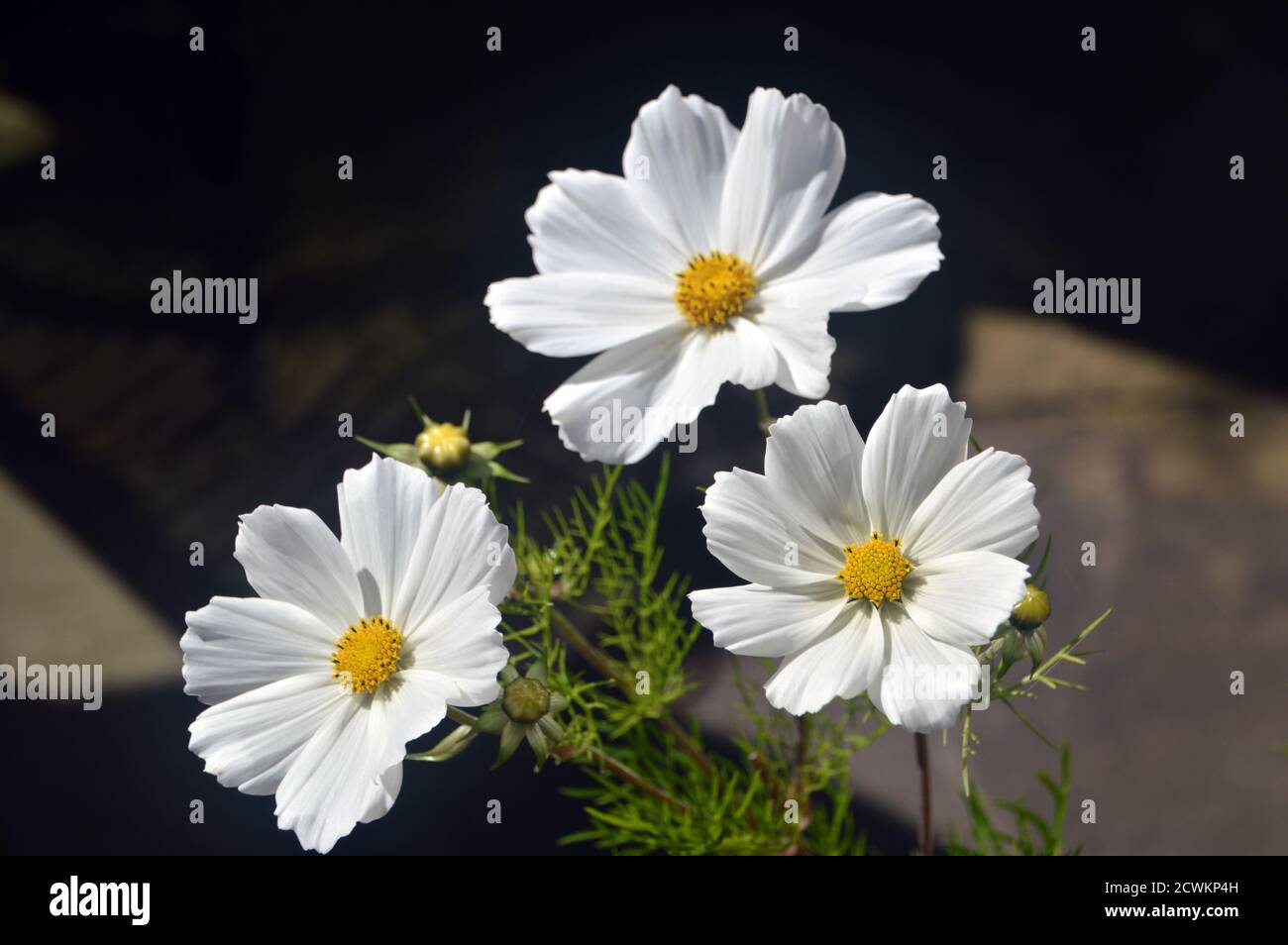 Trois fleurs Cosmos bipinnatus 'Monata White' cultivées en anglais, Country Garden, Lancashire, Angleterre, Royaume-Uni. Banque D'Images