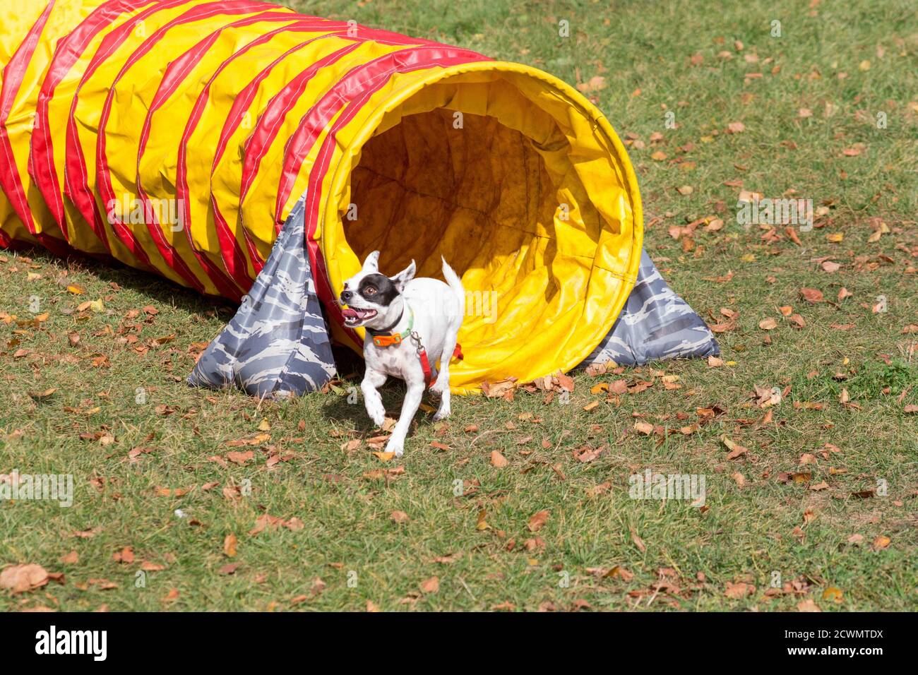 Le chien traverse le tunnel d'agilité du parc d'automne. Animaux de compagnie. Banque D'Images