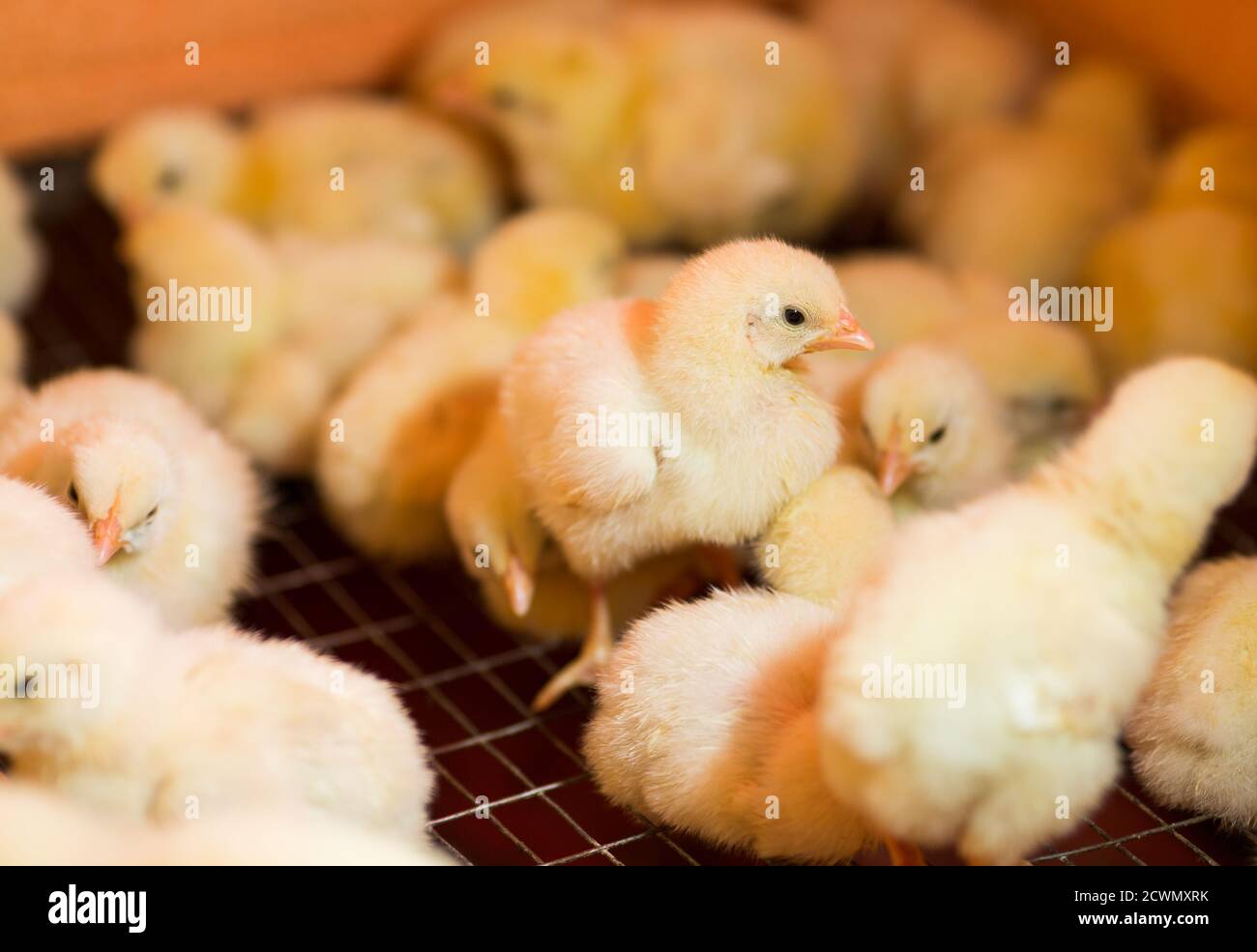 élever des poulets dans une ferme avicole Banque D'Images