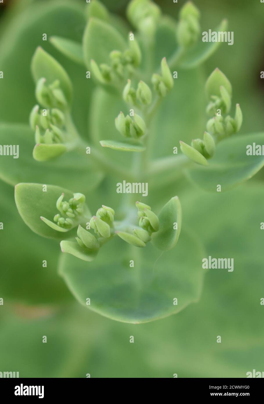 Le vert doux belles fleurs à l'aise à Sapporo Japon Banque D'Images